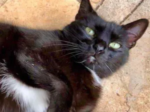 Gato raça Srd idade 1 ano nome Luna amorosa 