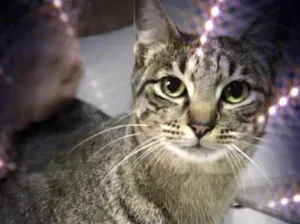 Gato raça Srd  idade 1 ano nome Gucci lindo fofinho 