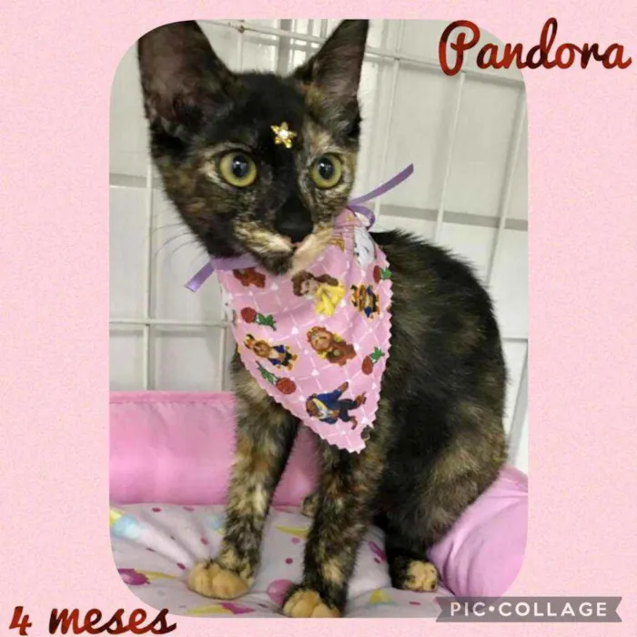 Gato raça SRD  idade  nome Lindos gatinhos 