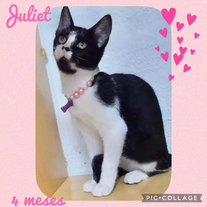 Gato raça SRD  idade  nome Lindos gatinhos 