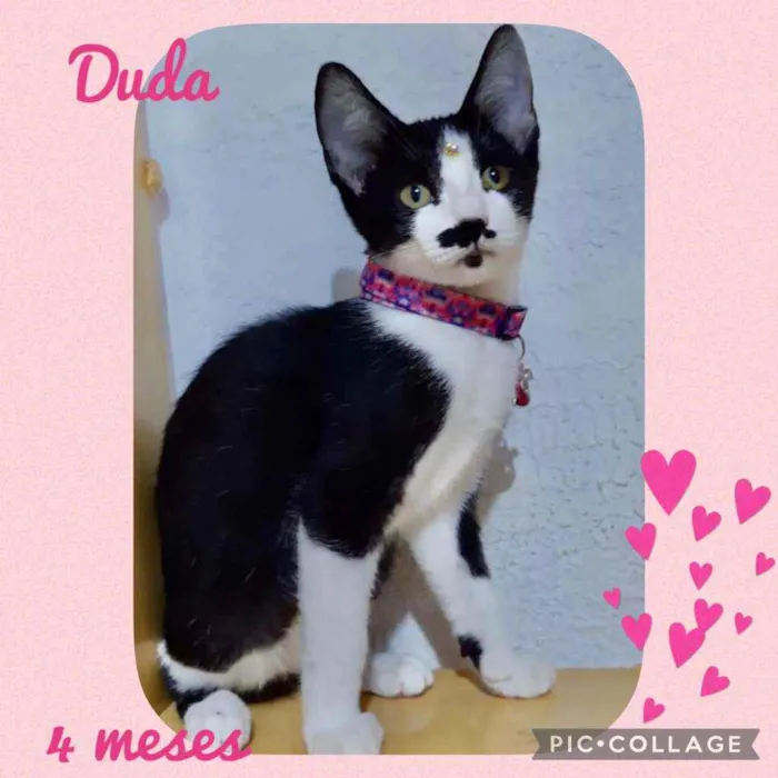 Gato raça SRD  idade  nome Lindos gatinhos 