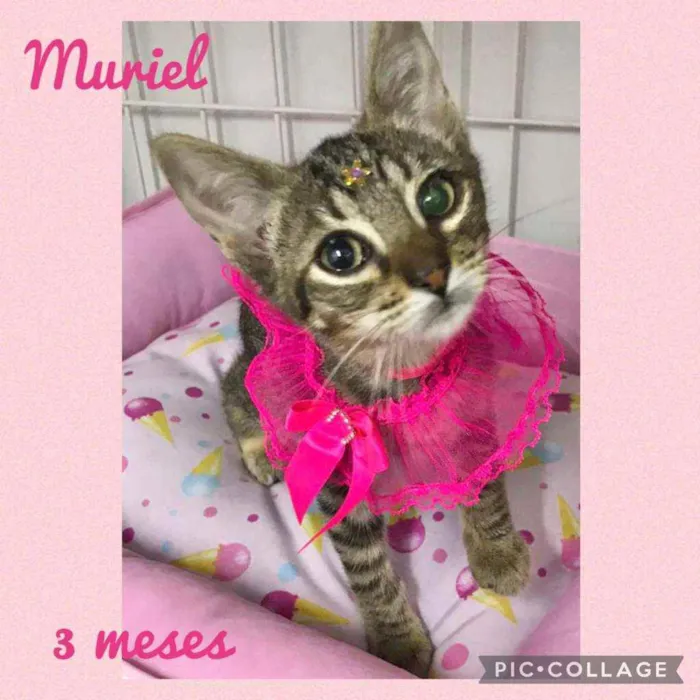 Gato raça SRD  idade  nome Lindos gatinhos 