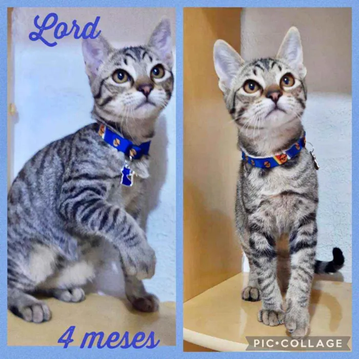 Gato raça SRD  idade  nome Lindos gatinhos 