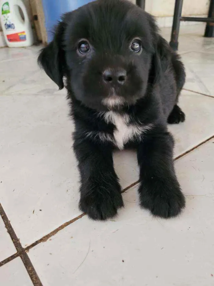 Cachorro ra a Viralata idade Abaixo de 2 meses nome ...