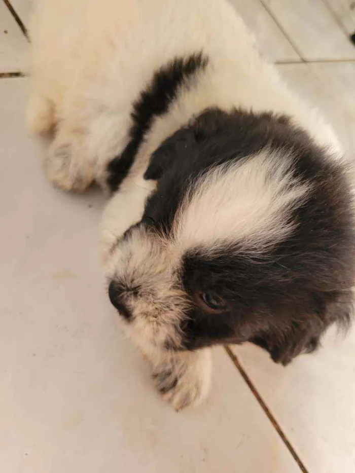 Cachorro ra a Viralata idade Abaixo de 2 meses nome ...