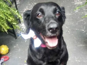 Cachorro raça Labrador mix srd idade 2 anos nome Luna 