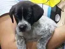 Cachorro raça Vira-lata idade 2 a 6 meses nome Jade