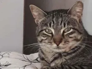 Gato raça Srd idade 1 ano nome Giorgio Armani fofo 