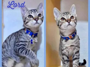 Gato raça SRD  idade  nome Lindos gatinhos 