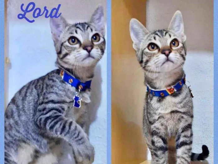 Gato raça SRD  idade  nome Lindos gatinhos 