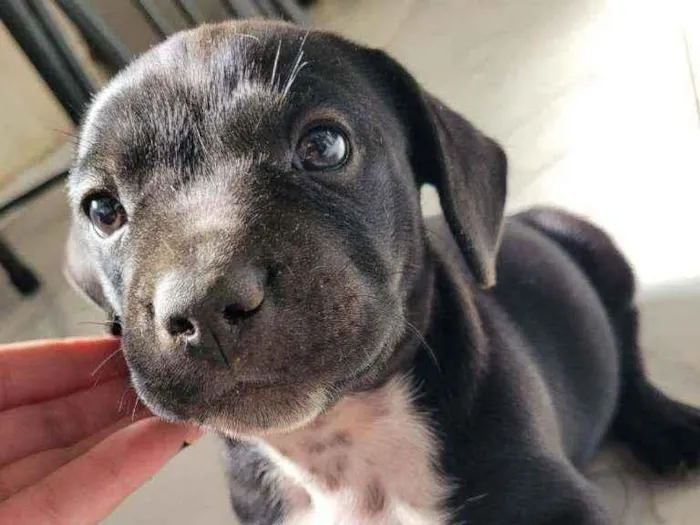 Cachorro ra a Viralata idade Abaixo de 2 meses nome ...