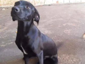 Cachorro raça Não sei a raça idade 2 a 6 meses nome Macha e lupita