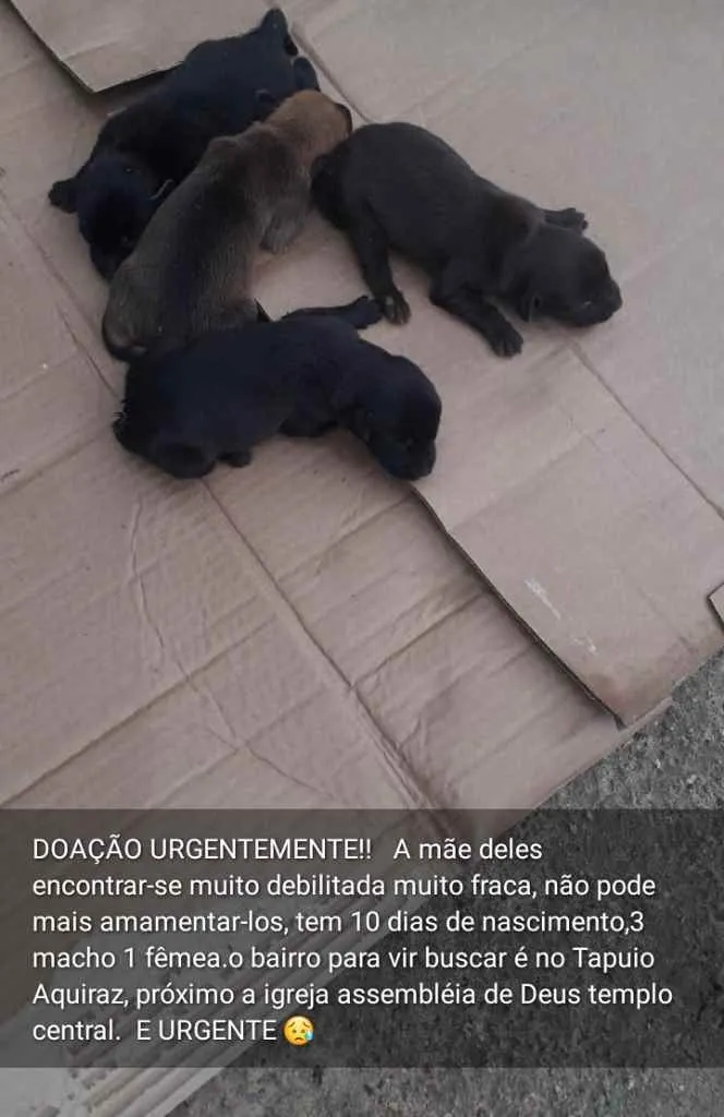 Cachorro raça Vira lata com dálmata idade Abaixo de 2 meses nome Sem nome