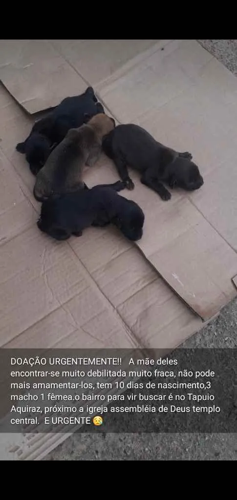 Cachorro raça Vira lata com dálmata idade Abaixo de 2 meses nome Sem nome