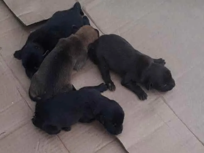 Cachorro raça Vira lata com dálmata idade Abaixo de 2 meses nome Sem nome