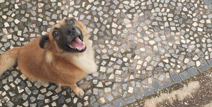 Cachorro ra a Vira lata idade 3 anos nome Binha 