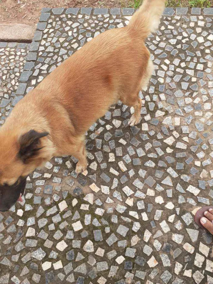 Cachorro ra a Vira lata idade 3 anos nome Binha 