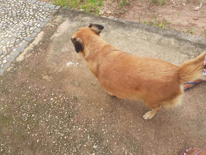 Cachorro ra a Vira lata idade 3 anos nome Binha 