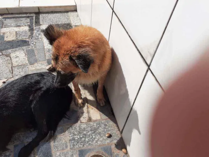 Cachorro ra a Vira lata idade 3 anos nome Binha 