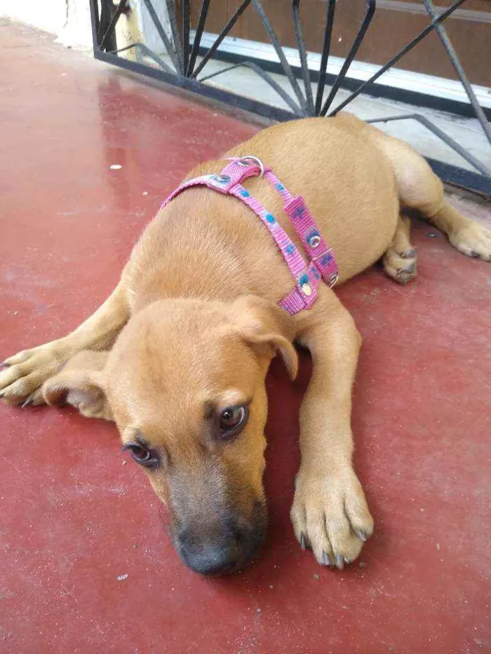 Cachorro raça Sem raça idade 2 a 6 meses nome Pipoca