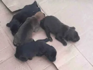 Cachorro raça Vira lata com dálmata idade Abaixo de 2 meses nome Sem nome