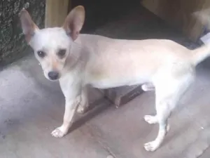 Cachorro raça  idade  nome Doguinho