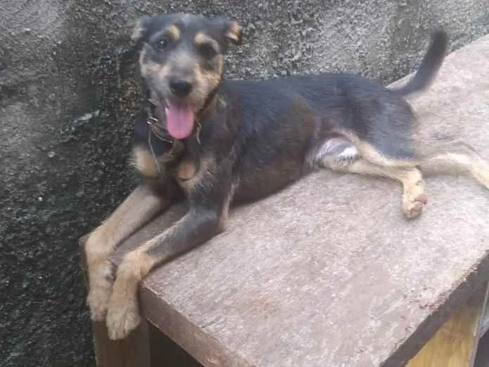 Cachorro ra a  idade  nome Doguinho