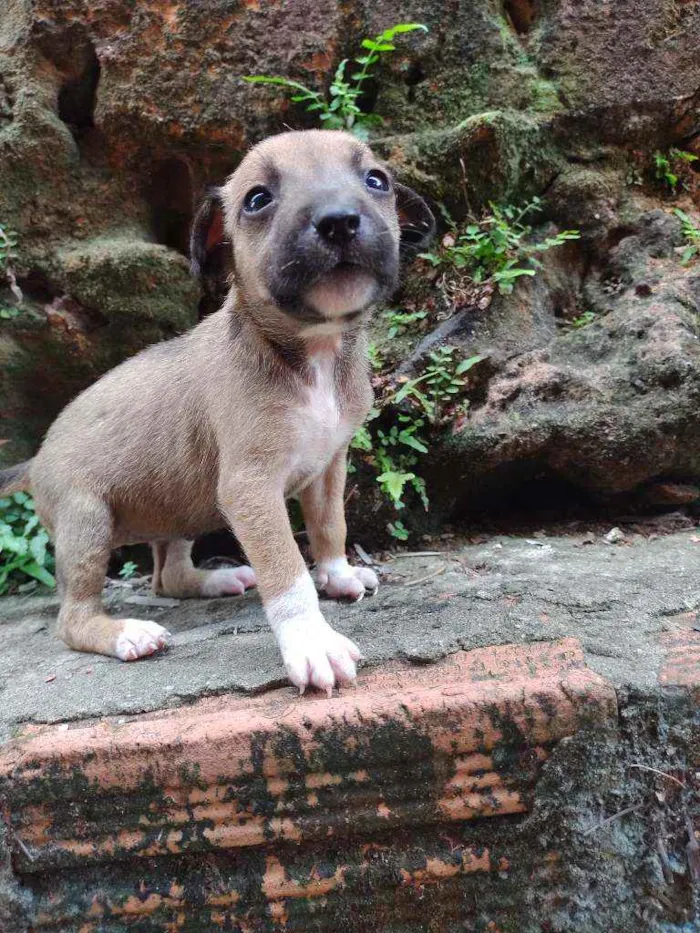 Cachorro ra a Viralata idade Abaixo de 2 meses nome Não tem 