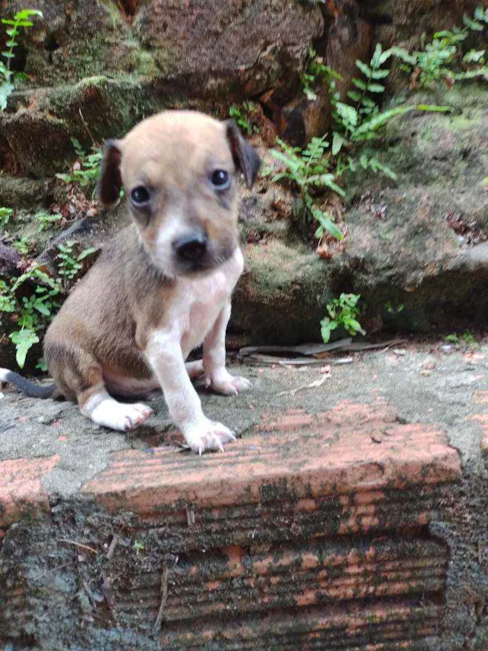 Cachorro ra a Viralata idade Abaixo de 2 meses nome Não tem 