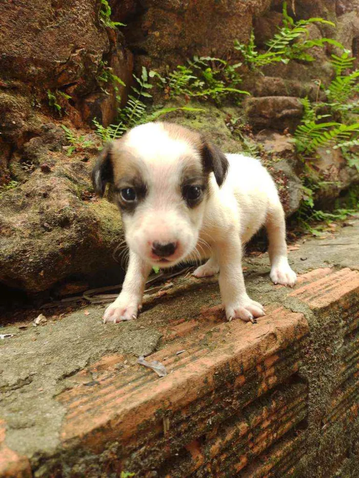 Cachorro ra a Viralata idade Abaixo de 2 meses nome Não tem 