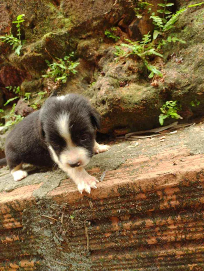 Cachorro ra a Viralata idade Abaixo de 2 meses nome Não tem 