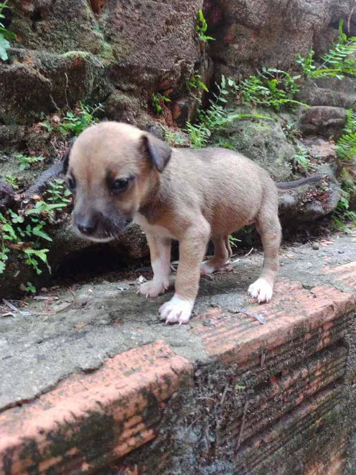 Cachorro ra a Viralata idade Abaixo de 2 meses nome Não tem 