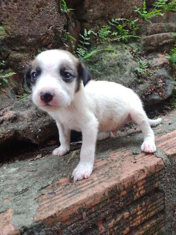 Cachorro ra a Viralata idade Abaixo de 2 meses nome Não tem 