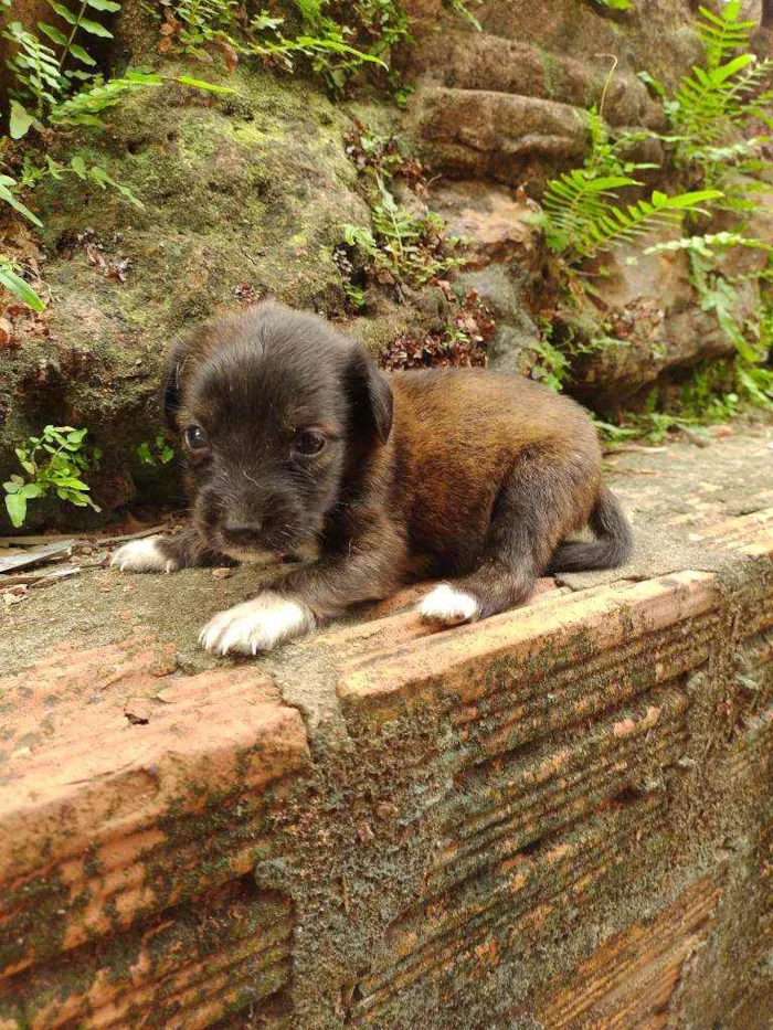 Cachorro ra a Viralata idade Abaixo de 2 meses nome Não tem 