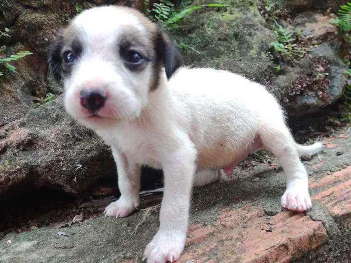 Cachorro ra a Viralata idade Abaixo de 2 meses nome Não tem 