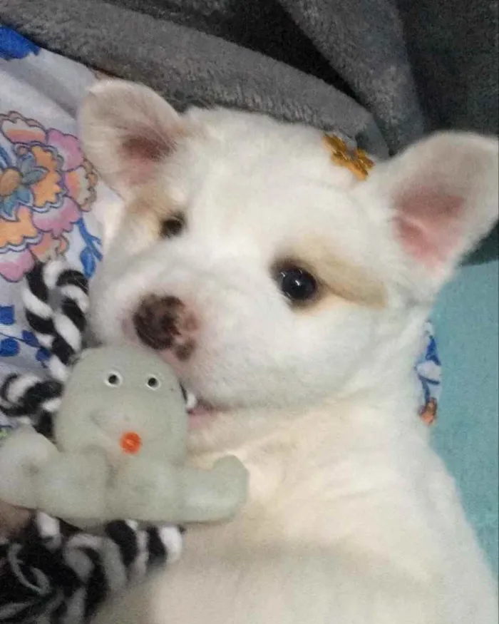 Cachorro raça Vira-lata  idade 7 a 11 meses nome Mahara