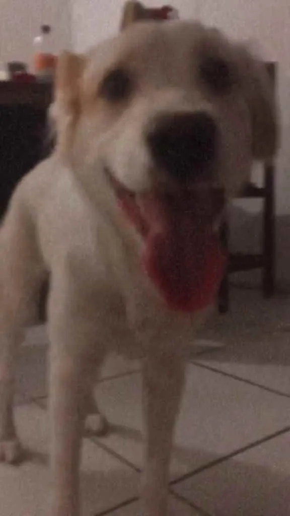Cachorro raça Vira-lata  idade 7 a 11 meses nome Mahara