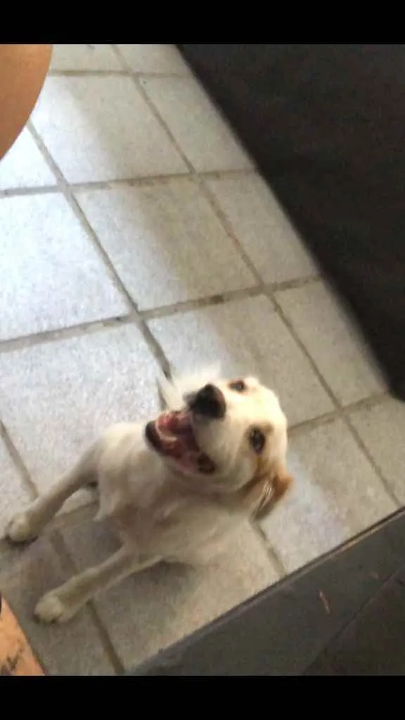Cachorro raça Vira-lata  idade 7 a 11 meses nome Mahara