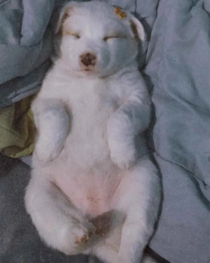 Cachorro raça Vira-lata  idade 7 a 11 meses nome Mahara