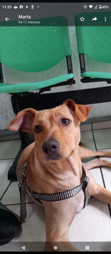Cachorro ra a Sem raça definida  idade 2 anos nome Sofia