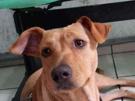 Cachorro ra a Sem raça definida  idade 2 anos nome Sofia