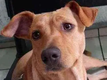 Cachorro ra a Sem raça definida  idade 2 anos nome Sofia