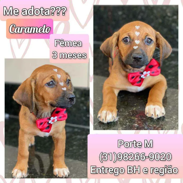 Cachorro ra a SRD idade 2 a 6 meses nome Caramelo