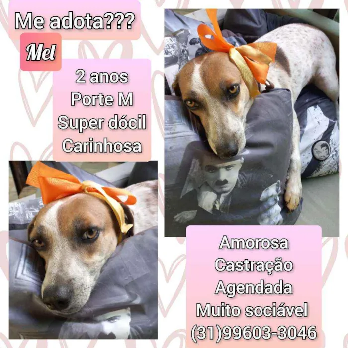 Cachorro raça SRD idade 2 anos nome Mel