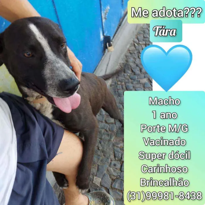 Cachorro raça SRD idade 1 ano nome Tára 