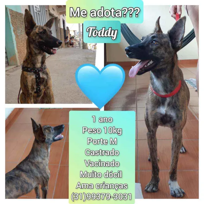Cachorro raça SRD idade 1 ano nome Toddy