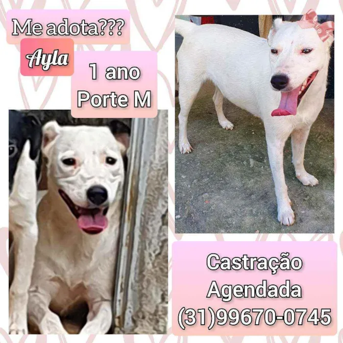 Cachorro raça SRD idade 1 ano nome Ayla