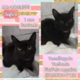Safira