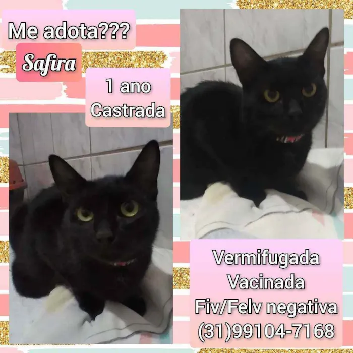 Gato raça SRD idade 1 ano nome Safira