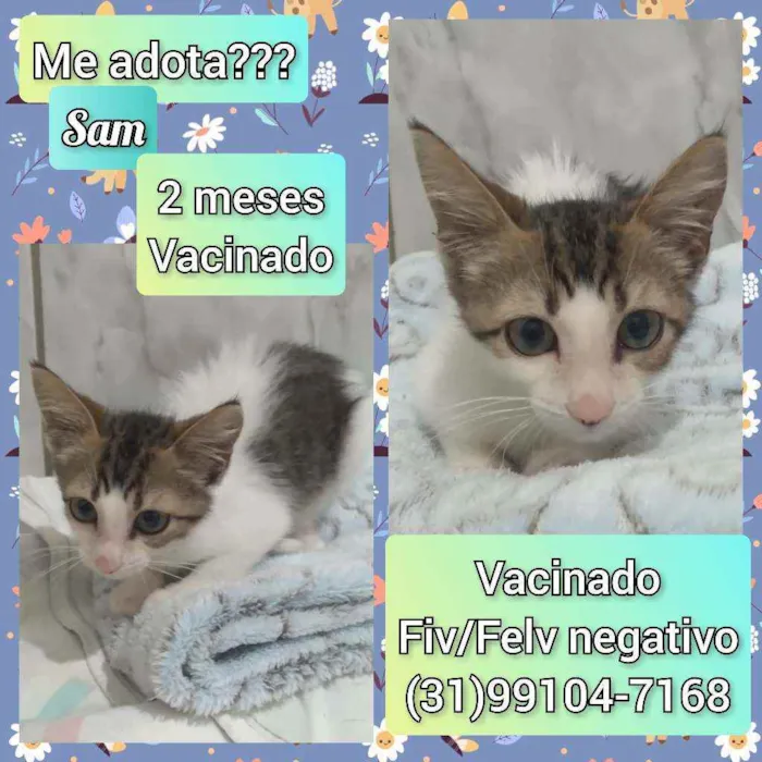 Gato raça SRD idade 2 a 6 meses nome Sam